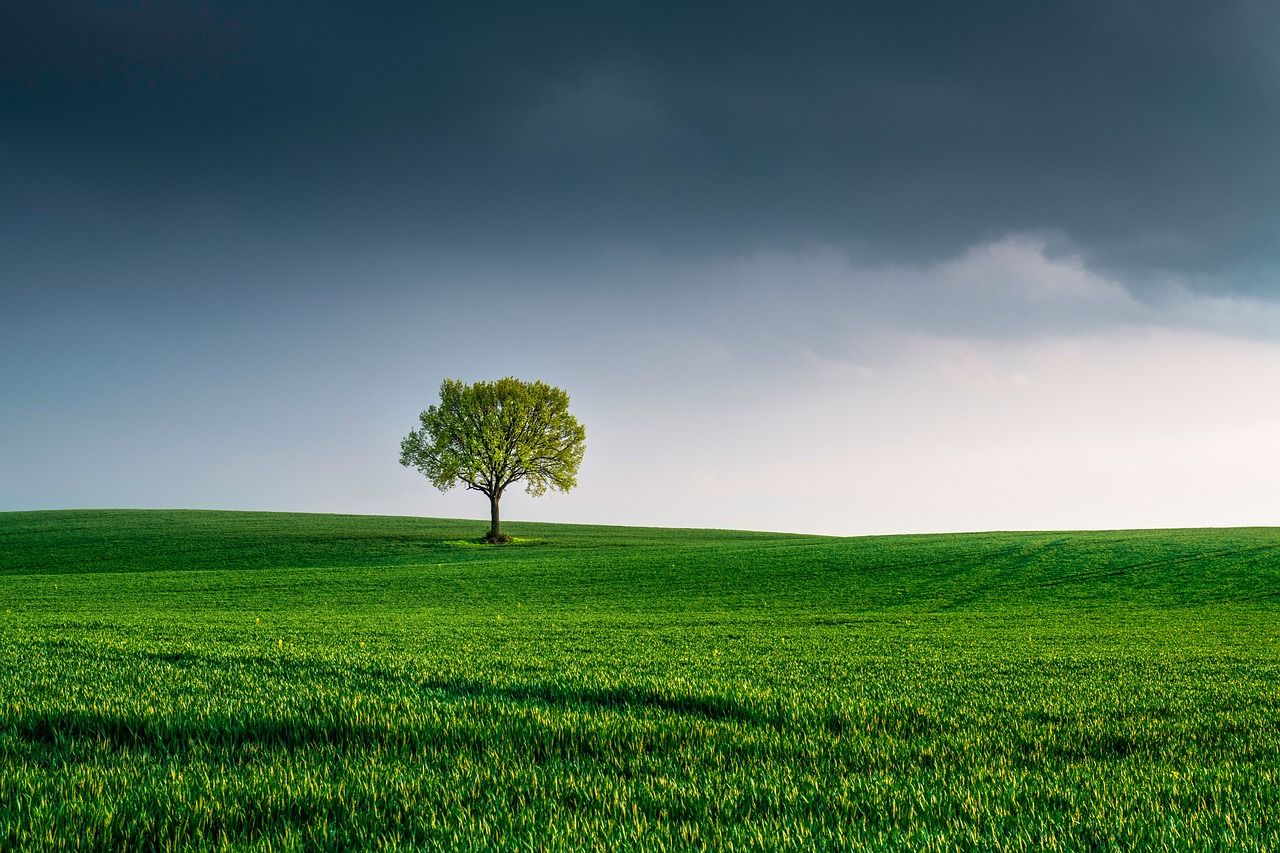découvrez l'importance de la préservation de notre environnement. explorez des astuces pour un mode de vie durable, les défis écologiques actuels et les initiatives pour protéger notre planète.