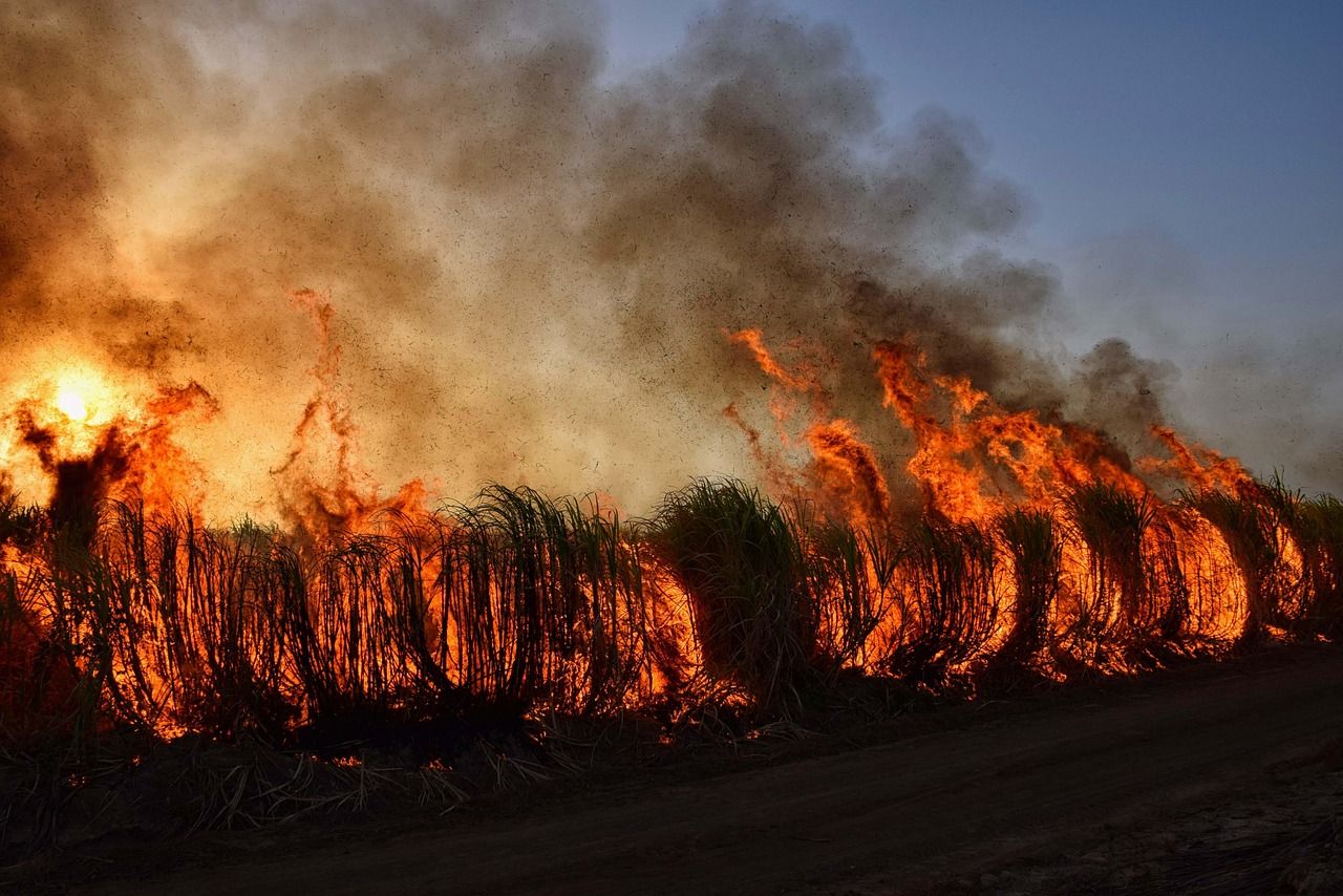 informations et actualités sur les feux de forêt : causes, prévention, impacts environnementaux et mesures de sécurité.