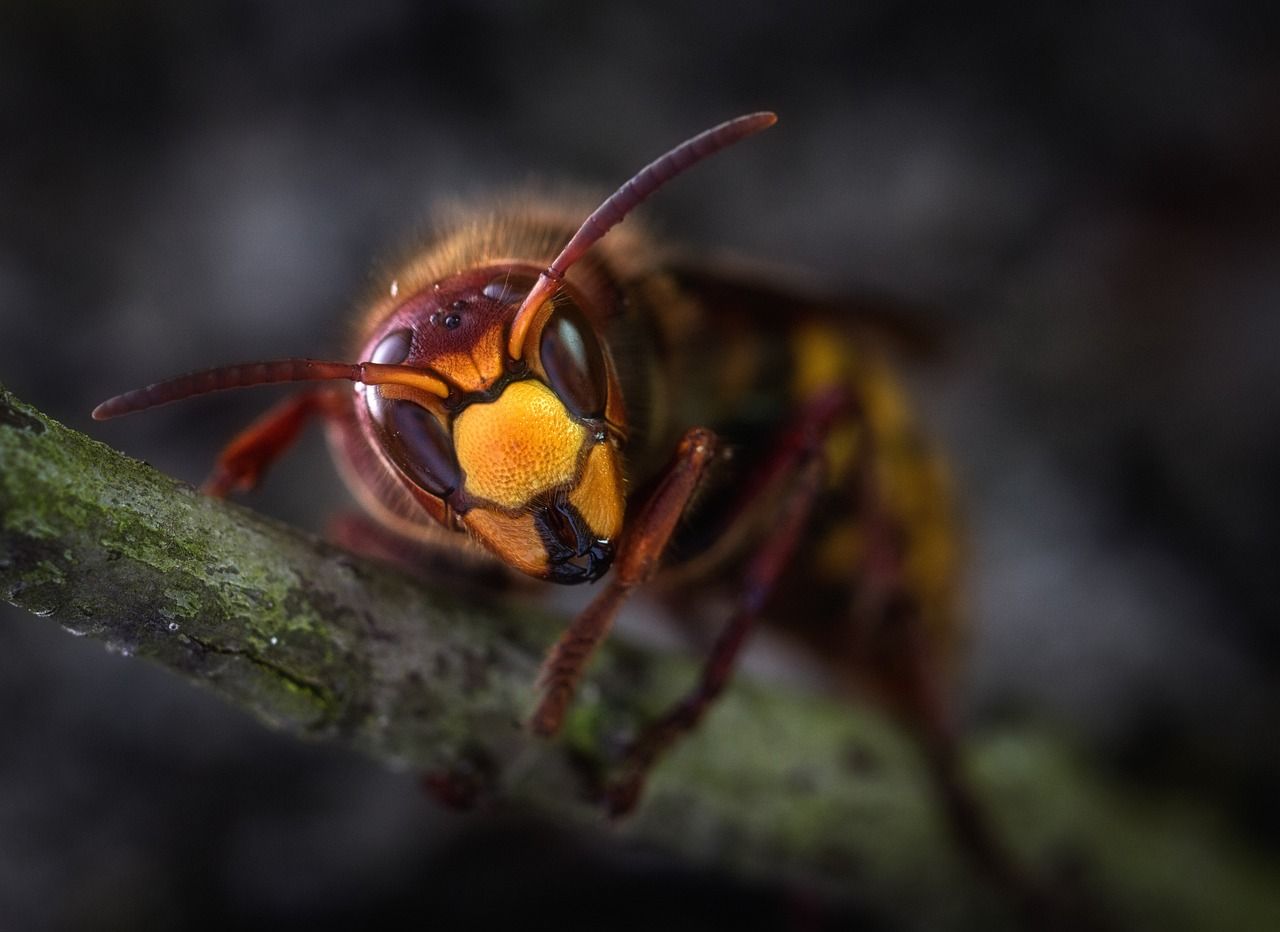 découvrez tout sur le frelon, son habitat, son comportement et comment le reconnaître facilement.