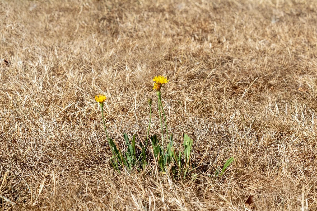 Quelles sont les conséquences du changement climatique ?