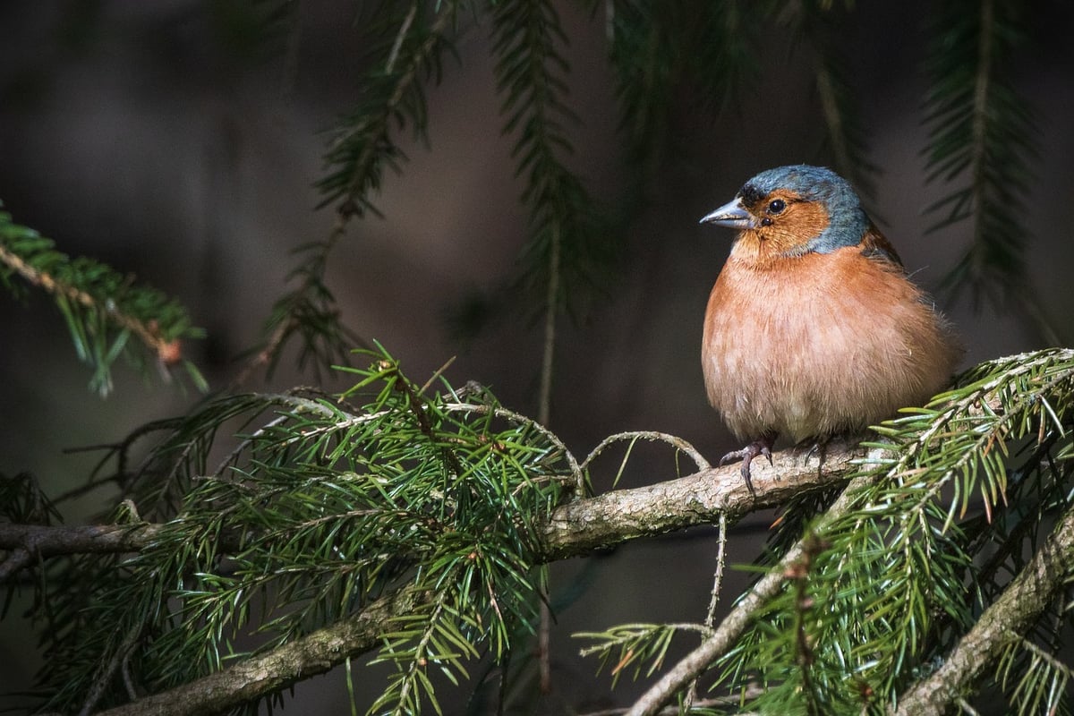 Les enjeux de la protection de la faune en France