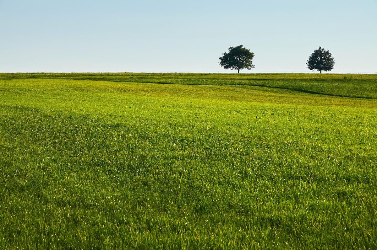 Pelouse naturelle ou gazon synthétique : quand le climat décide du vainqueur