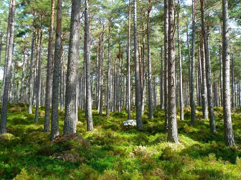 Écologie et économie : Réconcilier croissance et durabilité