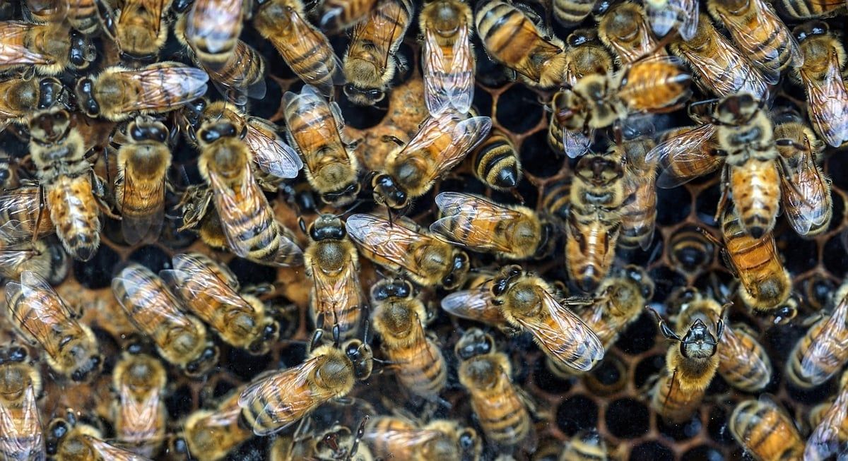 Abeilles : une décennie d’engagement pour métamorphoser nos jardins en havres de vie et de nourriture