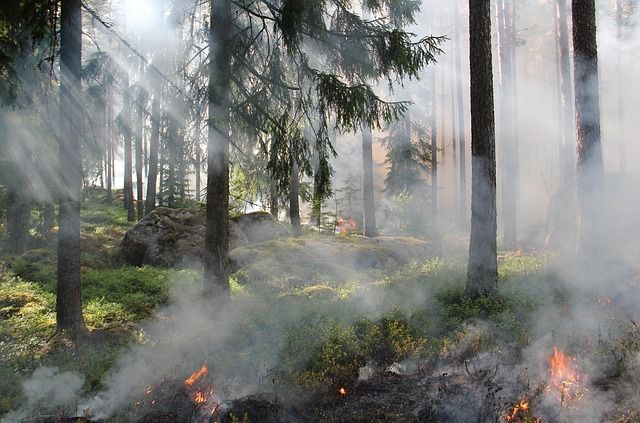 COP 30 Climat : Défis et Bilan Illustrés par une Initiative Innovante de Conservation de la Biodiversité au Brésil