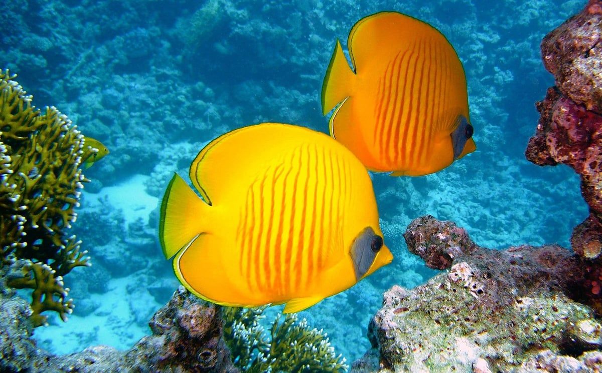 Protection des récifs coralliens : stratégies efficaces pour préserver notre biodiversité marine