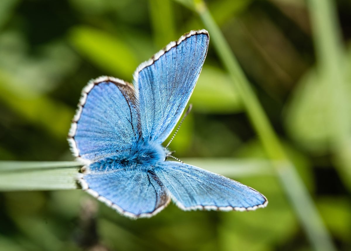 Urgente Appel de l’Agence Européenne de l’Environnement : L’UE doit agir rapidement pour protéger la biodiversité