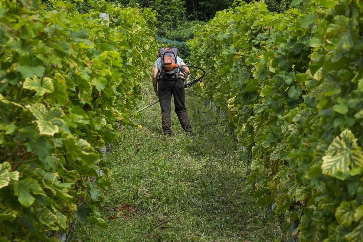 Les Vignerons du Centre Corse Face aux Défis Climatiques et à la Pénurie de Ressources