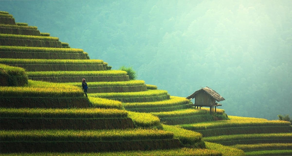 Agriculture durable : Les pratiques innovantes pour préserver l’environnement