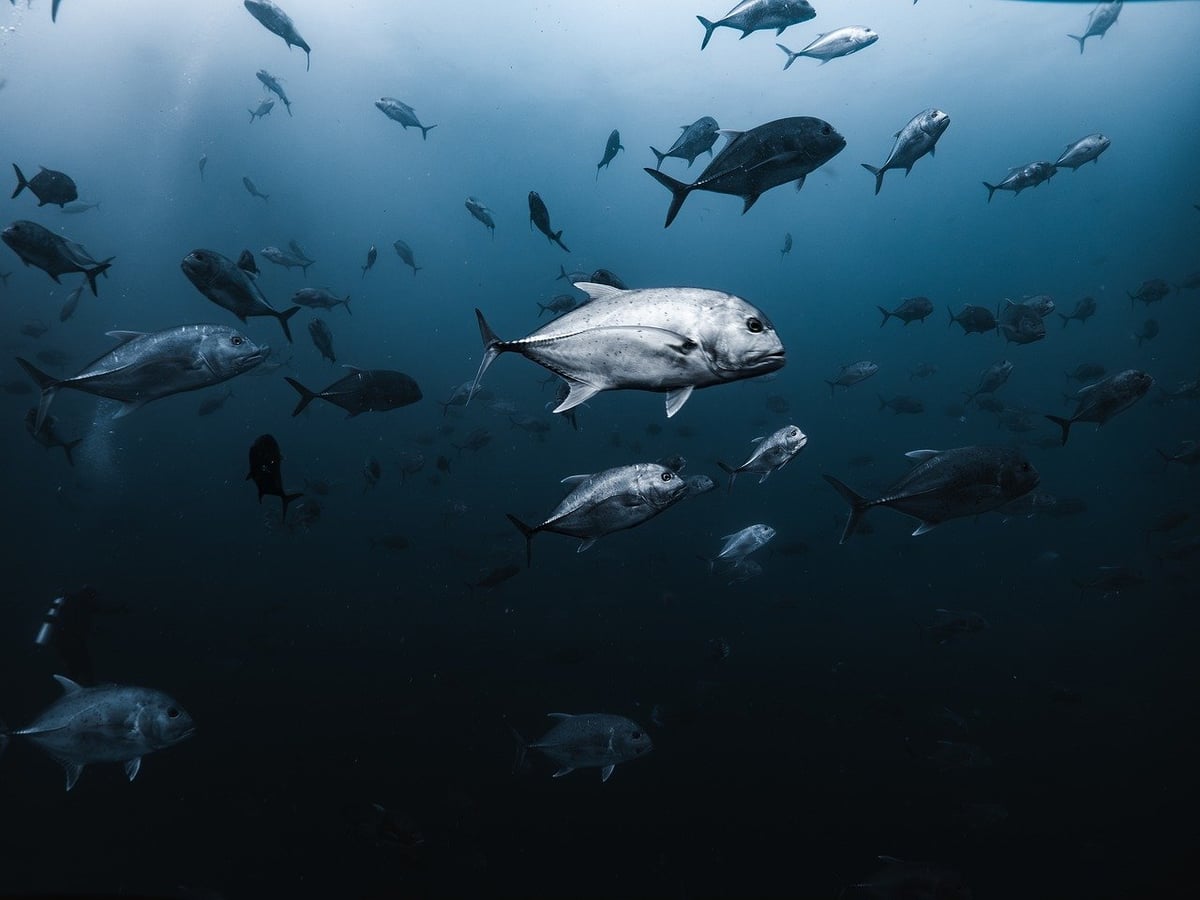 Découverte du pays de S : Entre la traversée de la baie, Bambroc et les journées océanographiques, plongez dans un programme riche en aventures marines