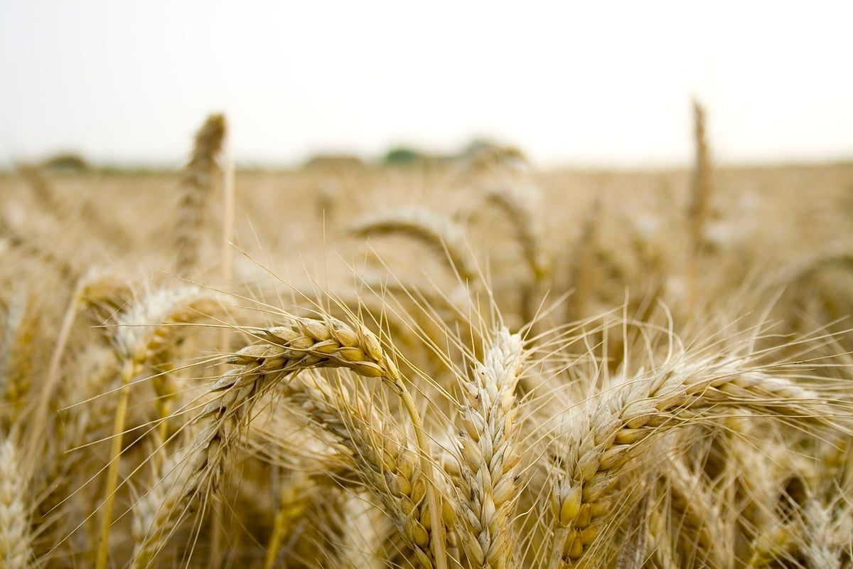 Agriculture organique : les avantages d’une méthode de culture durable