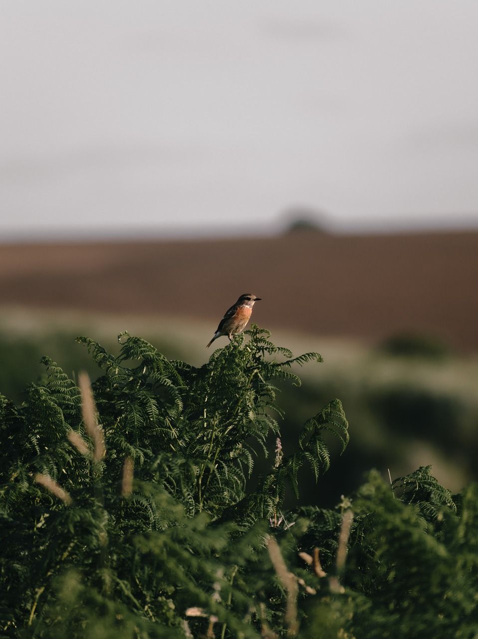 Les habitats naturels : un écosystème vital à préserver