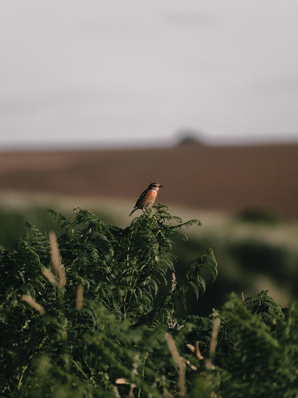 Conservation des habitats : enjeux et solutions pour la biodiversité