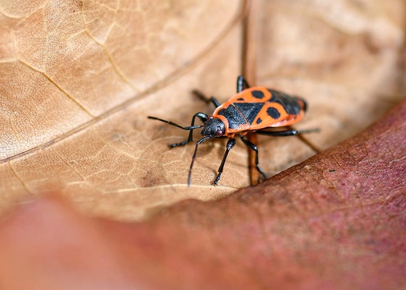 L’importance de la biodiversité pour la planète et l’humanité