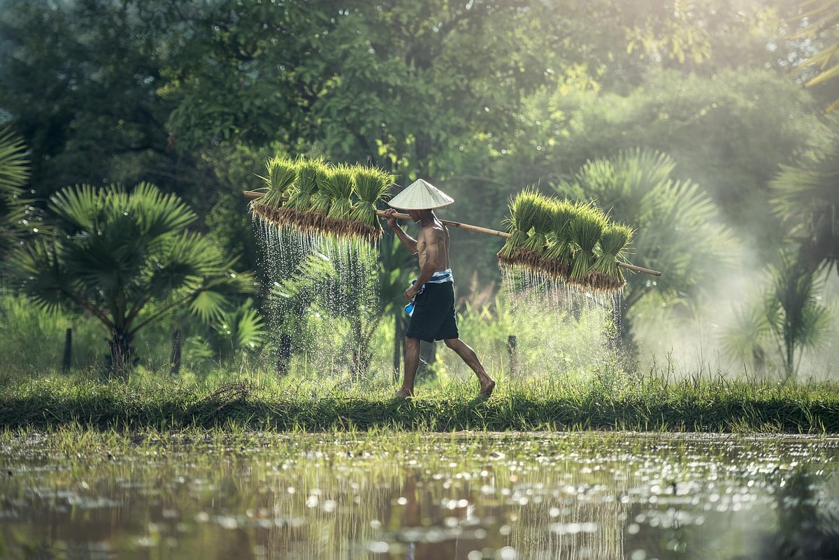 Analyse approfondie sur le riz résistant au climat au Pakistan : rapports et recommandations