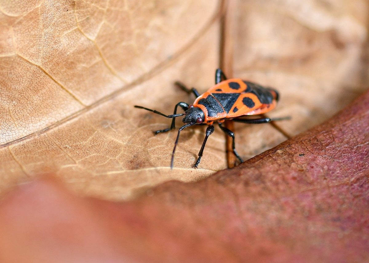 Biodiversité au jardin : conseils pratiques pour favoriser la faune et la flore chez vous