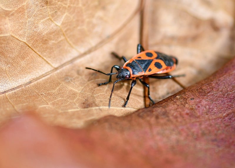 Biodiversité au jardin : conseils pratiques pour favoriser la faune et la flore chez vous