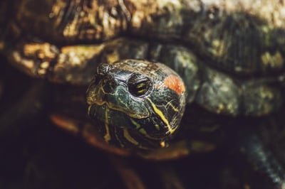 Slow life : comment ralentir le rythme pour retrouver l’équilibre au quotidien