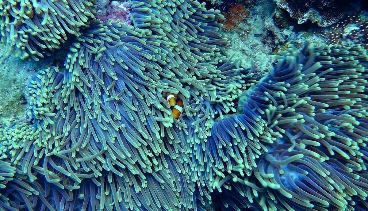 Les chercheurs alertent : un nouveau blanchissement massif des coraux imminent à cause d’El Niño