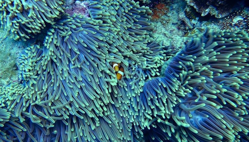 Les chercheurs alertent : un nouveau blanchissement massif des coraux imminent à cause d’El Niño