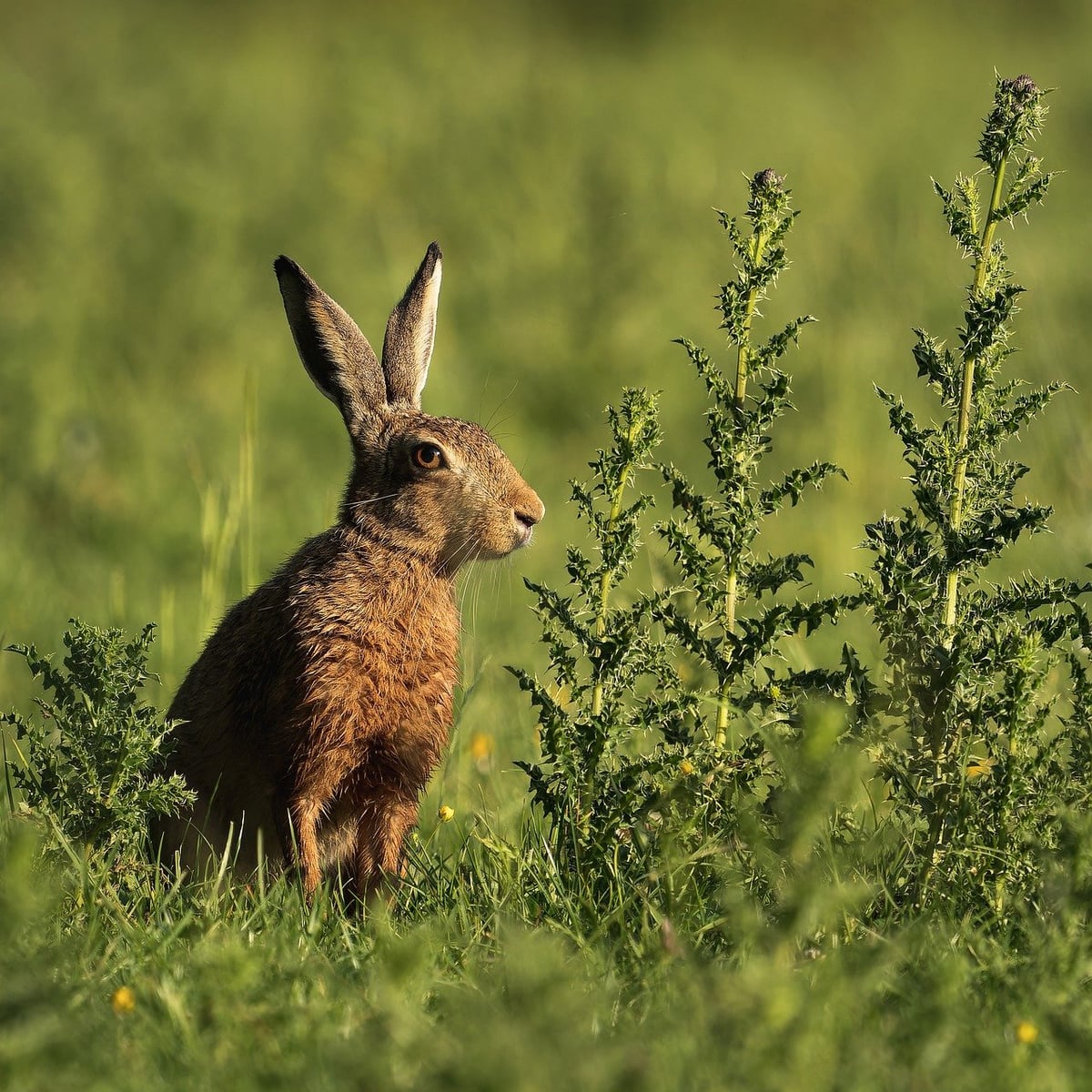 Projets de conservation : Stratégies innovantes pour préserver notre biodiversité