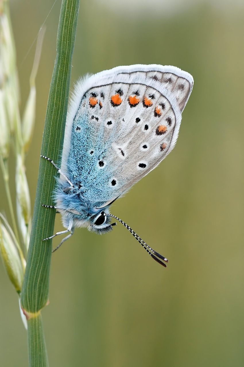 Coulon : Exploration ludique des pollinisateurs sauvages grâce au kamishibai