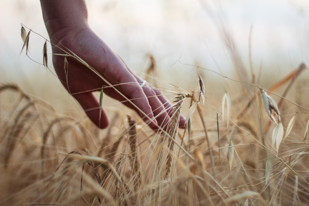 Dans l’Aude, sensibiliser les enfants aux défis agricoles futurs grâce à la plantation d’arbres