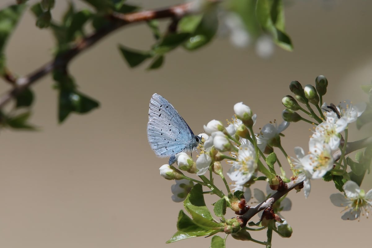 Les conséquences inquiétantes de l’effondrement de la biodiversité sur nos ressources en eau, notre sécurité alimentaire et notre santé