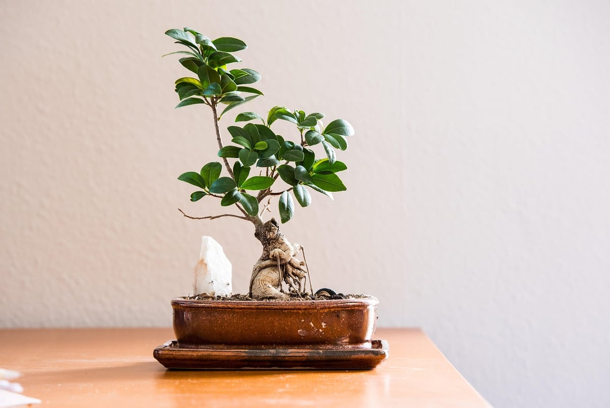 Meilleures pratiques environnementales : Comment adopter un mode de vie durable