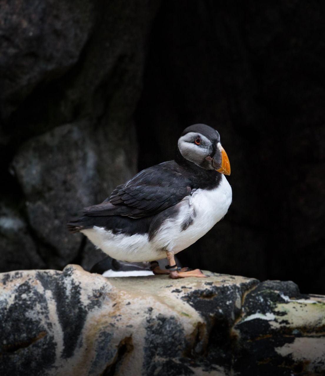 « Un havre de nature préservée » : l’aventure scientifique d’un Breton passionné au cœur du Groenland